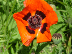 Papaver orientale 'Brilliant'Oosterse papaver, Reuzenpapaver bestellen